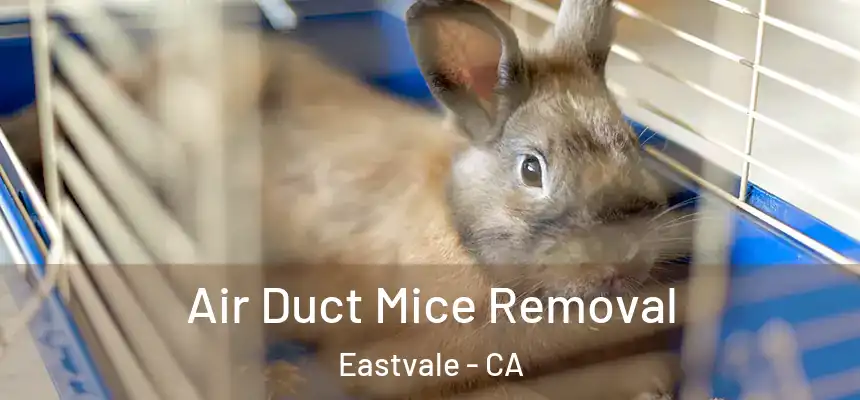 Air Duct Mice Removal Eastvale - CA
